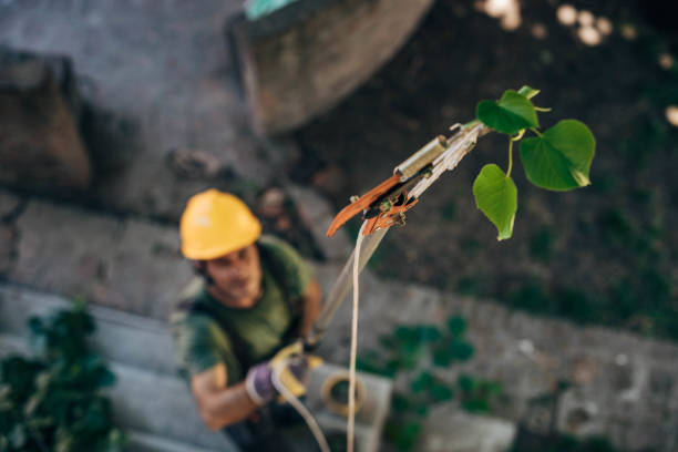 How Our Tree Care Process Works  in  West Belmar, NJ